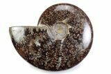 Polished Ammonite (Cleoniceras) Fossil - Madagascar #364962-1